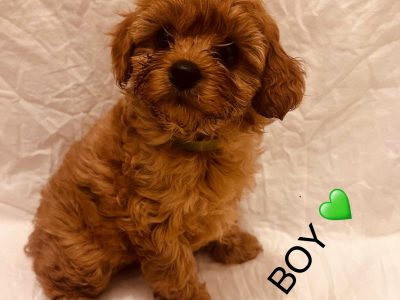 Cavoodle – Leongatha