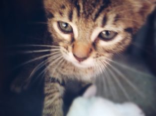 Domestic Medium Hair (DMH) – Toowoomba