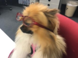 Pomeranian – Sunshine Coast