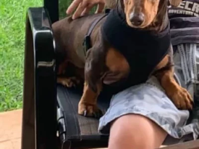 Dachshund – Highland Plains