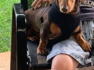 Dachshund – Highland Plains