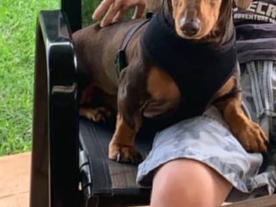 Dachshund – Highland Plains