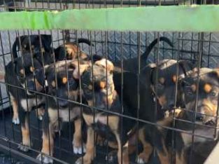 Australian Kelpie – Bahrs Scrub