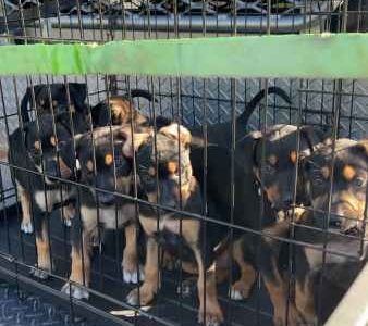 Australian Kelpie – Bahrs Scrub