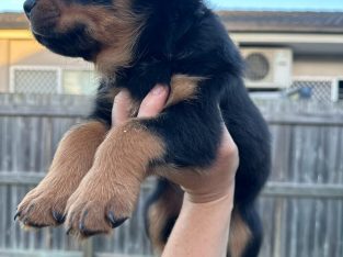 Rottweiler – Boondall