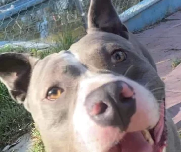 American Staffordshire Bull Terrier – Baldivis