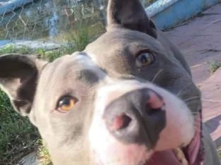 American Staffordshire Bull Terrier – Baldivis