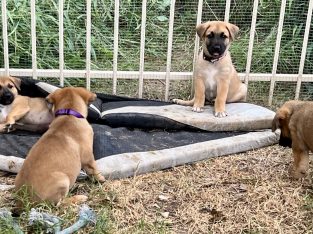 German Shepherd – Minden