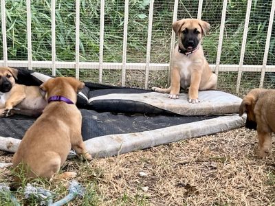 German Shepherd – Minden