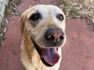 Labrador Retriever – Winthrop
