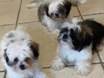 Maltese Shih Tzu – Munruben