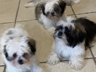 Maltese Shih Tzu – Munruben