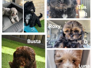 Cavoodle – Lakelands