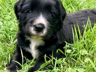 Bordoodle – Upper Rollands Plains