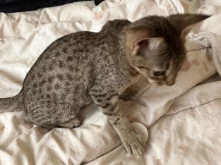 Domestic Short Hair – Crawley