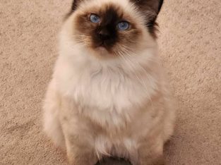 Cats – Mitchell Park