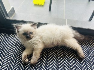 Ragdoll – Oran Park