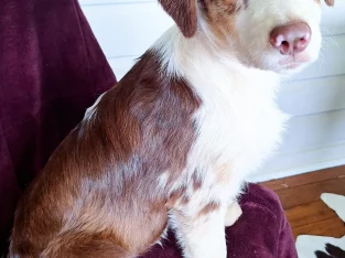 Australian Shepherd – Taree