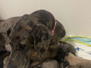 Great Dane – Echuca