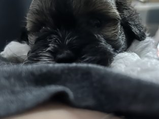 Maltese Shih Tzu – Townsville City