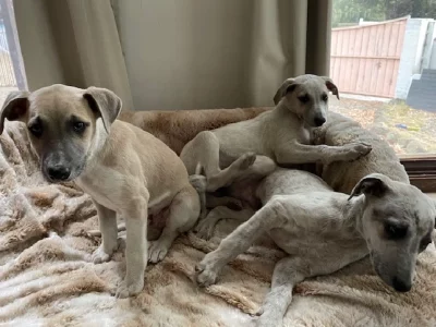 Whippet – Mount Eliza