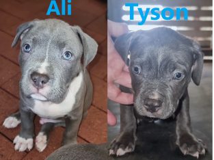 American Staffordshire Bull Terrier – Padbury