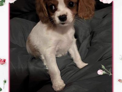 Cavoodle – Warnbro