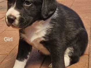 Border Collie – Bunbury