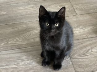 Burmese – Yarralumla