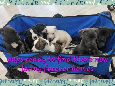 American Staffordshire Bull Terrier – emily foster