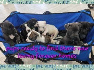 American Staffordshire Bull Terrier – emily foster