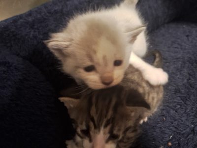 Ragdoll – Claremont