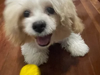 Bichon Frise – Alderley