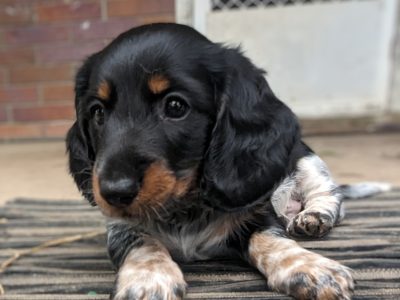 Miniature Dachshund – Blue Mountain