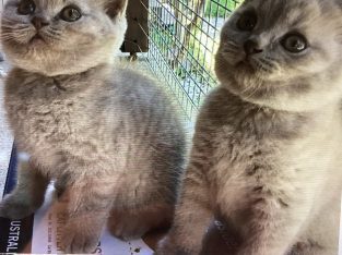 British Shorthair – Kenthurst