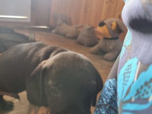 Dachshund – Faraday