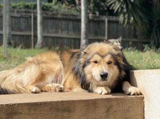 Border Collie – Bray Park