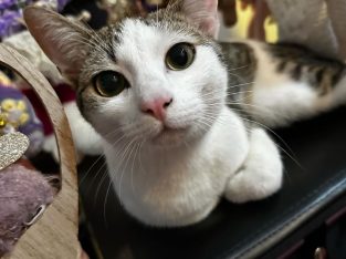 Snowshoe – Calamvale