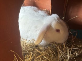 Rabbit – Batemans Bay