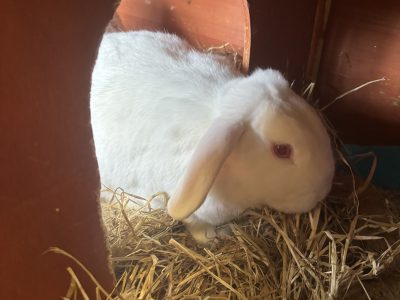 Rabbit – Batemans Bay