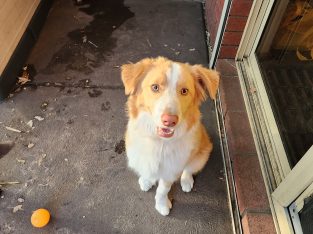 Border Collie – Armadale