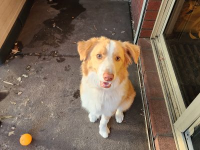 Border Collie – Armadale