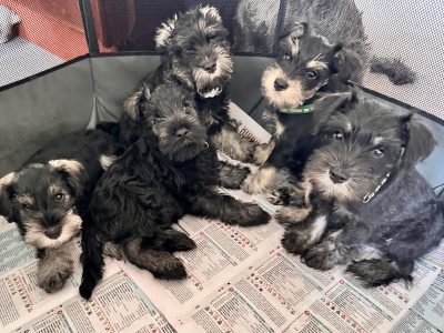 Schnauzer (Miniature) – Heyfield