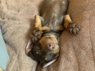 Dachshund – Springfield