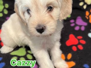 Cavoodle – Robina