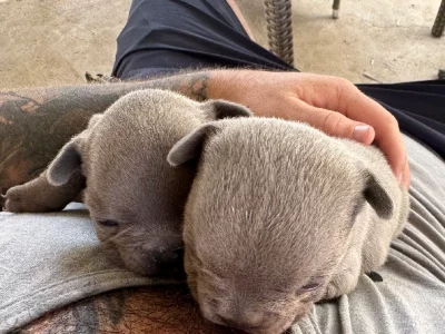 French Bulldog – Narellan