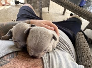 French Bulldog – Narellan