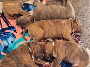 American Staffordshire Bull Terrier – Moriarty