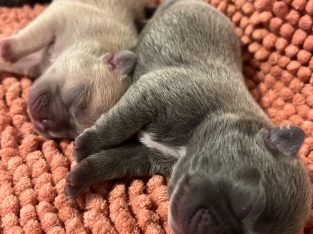 French Bulldog – Cliftleigh