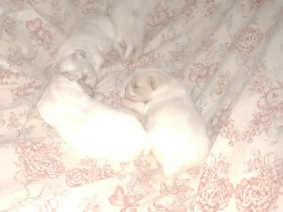 Maltese – Wallerawang